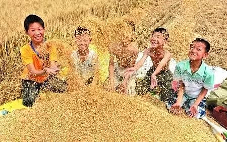 致麦收：穷人家的孩子，要活成一棵麦子 - 28