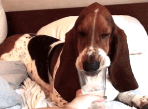 狗狗用杯子喝水，边喝边翻白眼：人类的生活方式真糟糕！ - 1