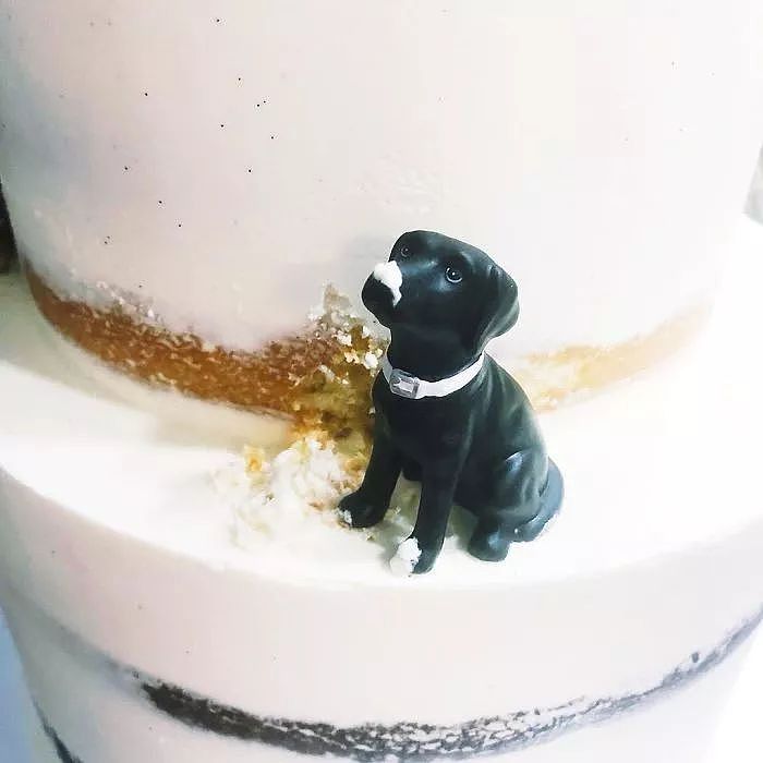 新人带着狗举办婚礼，可大家的注意力却在婚礼蛋糕上... - 9