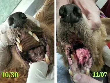 18岁眼盲老犬被遗弃，被发现时它嘴流着脓在翻垃圾…… - 4
