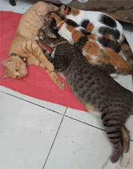 这只猫妈妈在喂奶，但一看这些小猫也太大了只还吃奶，没想到... - 2