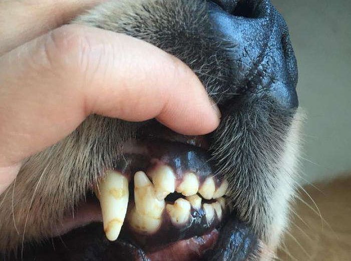给狗狗刮牙结石超有成就感？多亏你不知道它越刮长越快…… - 10
