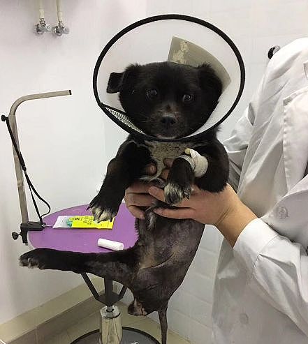 失去后腿的小狗，被送去医院的时候，一个