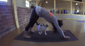 米国这家瑜伽教室推出的瑜伽课程，在猫老师的教导下，大家都... - 6