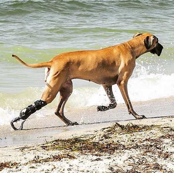 女孩从大屠杀中幸存，失去左腿抑郁15年，直到遇见这只狗狗… - 11