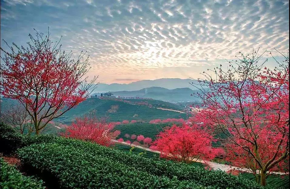 世界最大樱花园，竟就在中国福建！比日本大5倍，是阿里山的10倍美！ - 10