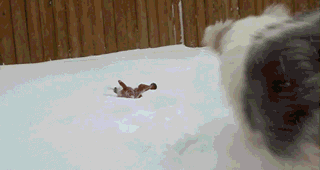 狗子看见雪反应大不同，二哈吃雪柴犬深沉，金毛最不稳重直接往门上撞…… - 4