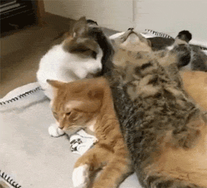 这猫睡在两猫身上，还用这种姿势，底下的橘猫一脸无奈，笑飞！ - 3