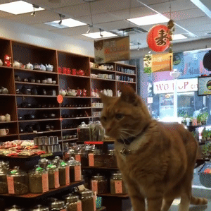便利店捡到橘色流浪猫，它十年无休尽职看店，生意出奇好... - 13