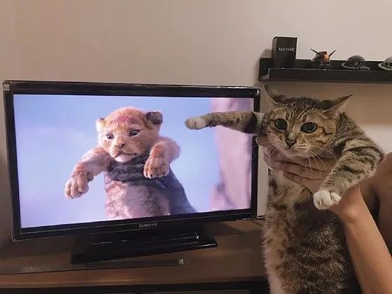 狮子王一上映，众网友纷纷拿自家猫COS，这些画面太搞笑了！ - 6