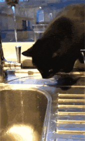 这只黑猫走到水龙头旁边想要喝水，下一秒却被它的举动笑喷了... - 1