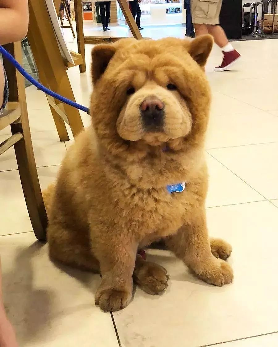 明明是一只狗，却长了一个熊样...网友：这毛绒熊哪买的？ - 2