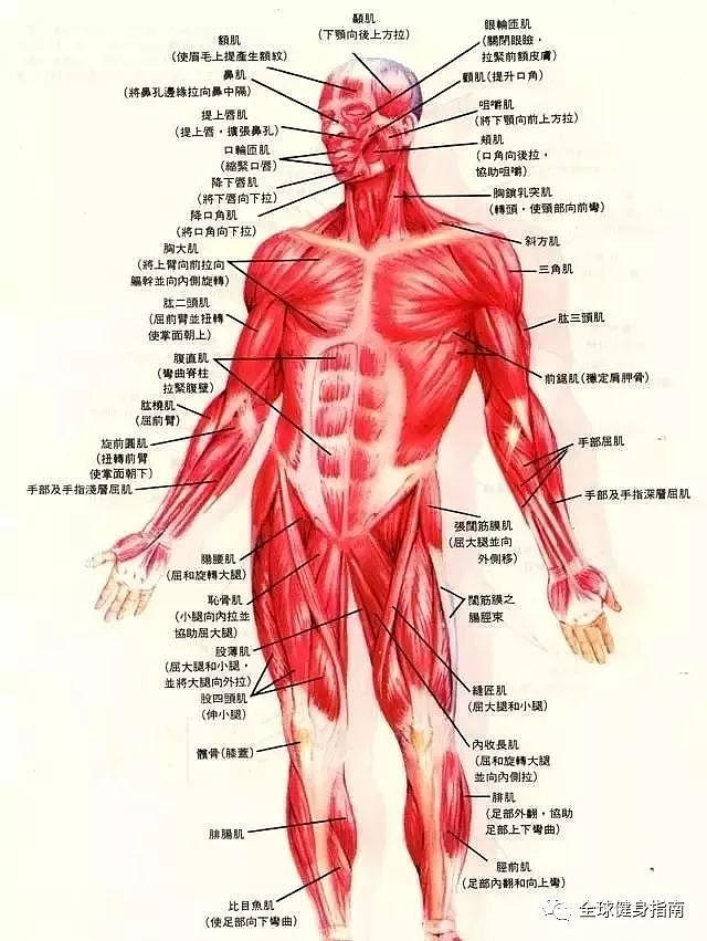 让你撑爆衣扣的猛男训练计划！是男人，就坚持三周！ - 4