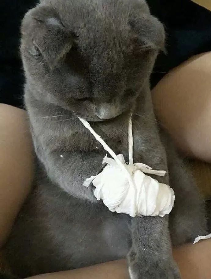 这猫受伤了挺心疼的，但看到主人给它包扎的，又忍不住想笑！ - 2
