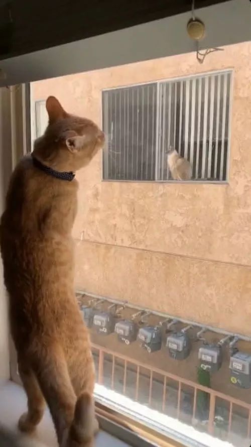 网友家的猫每天都会在窗口等待邻居家的猫，这是什么神仙爱情啊？ - 3