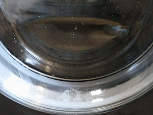 家里的洗衣机竟然比马桶还要脏？！用它清洗就能快速翻新！ - 19