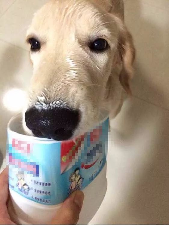 狗狗为了把酸奶舔干净，连脸都不要的样子萌翻主人！ - 11