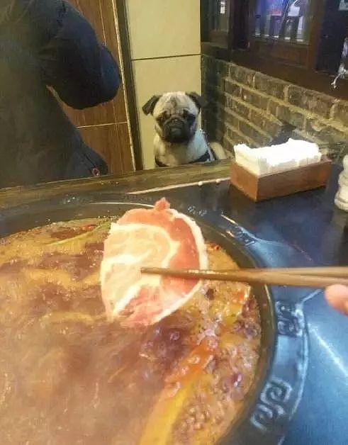 网友带带狗狗去陪自己吃火锅，能看不能吃的它委屈哭了…… - 8