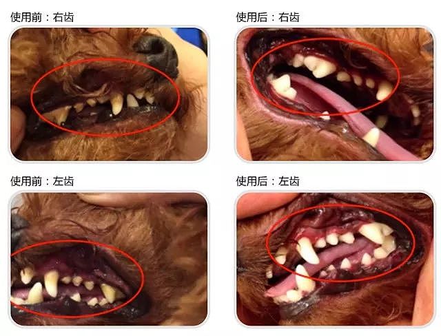 听说吸猫比撸狗的人多，原因竟是猫比狗狗身上的味道好闻…… - 17