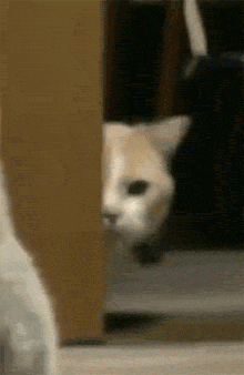 主人逗猫时，却忽视了其中一只猫，结果它躲在门后面偷偷看着！ - 4