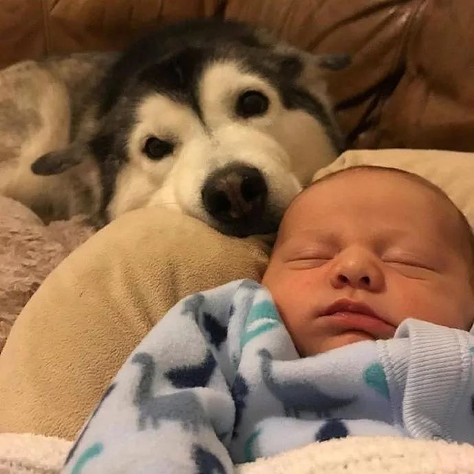 世上有一种爱叫：当宠物狗遇上小Baby - 8