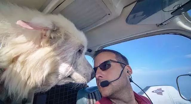 即将被安乐死的大白熊犬，遇到了一位开着飞机来拯救它的英雄！ - 7