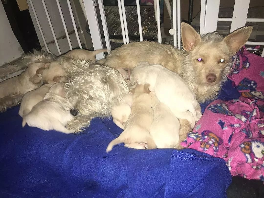 两只流浪狗妈妈组成联盟，共同抚养9只宝宝！ - 2
