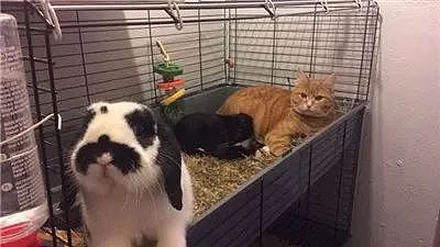 这2只由兔兔带大的猫咪，不仅喜欢霸占兔窝，还喜欢围观兔兔吃饭。 - 13