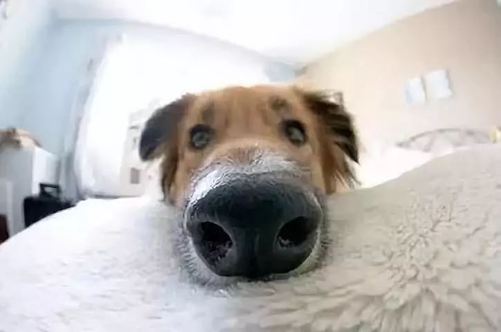 狗狗的鼻子为什么总是湿湿的，这可能是我听到的最暖心的传说！ - 7