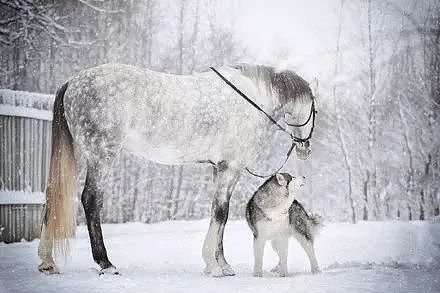 主人拍摄下哈士奇跟马在雪地里的合照，简直美爆了.... - 7