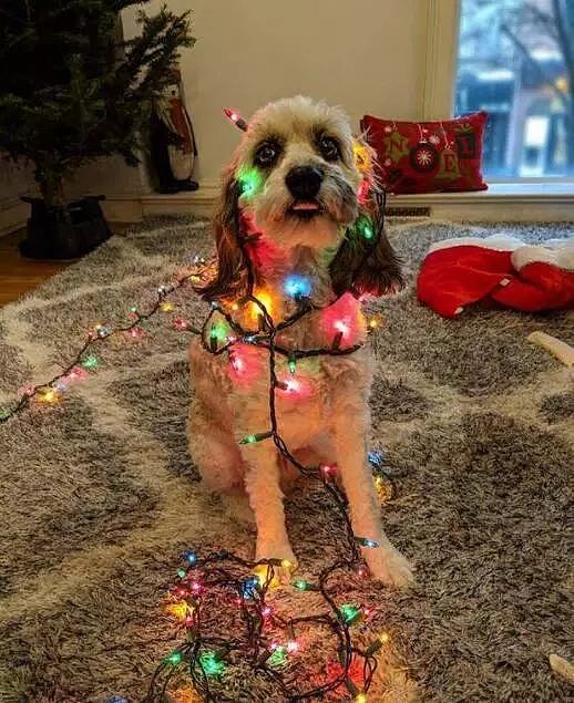 当你还在想怎样安心过圣诞的时候，人家的狗已经在装饰圣诞树了！ - 10