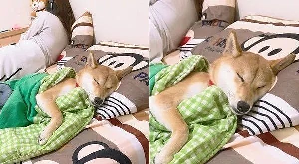 狗狗为什么喜欢睡你的床，还总拿屁股怼你？！ - 7