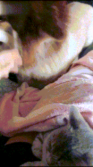 阿拉斯加看见猫咪盖着毯子睡在主人腿上，“哼，本汪也要” - 1