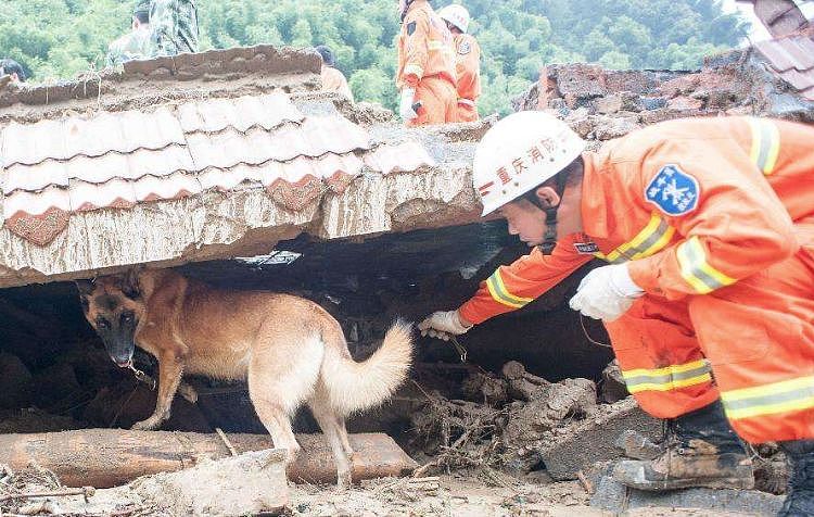 宜宾地震，搜救犬又累瘫了：请不要只在救灾时才想起Ta们的好！ - 10