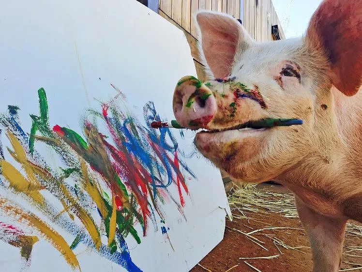 一头待宰的猪画了幅画，竟卖了23万元，被称为猪界毕加索，还全世界办展览！ - 11