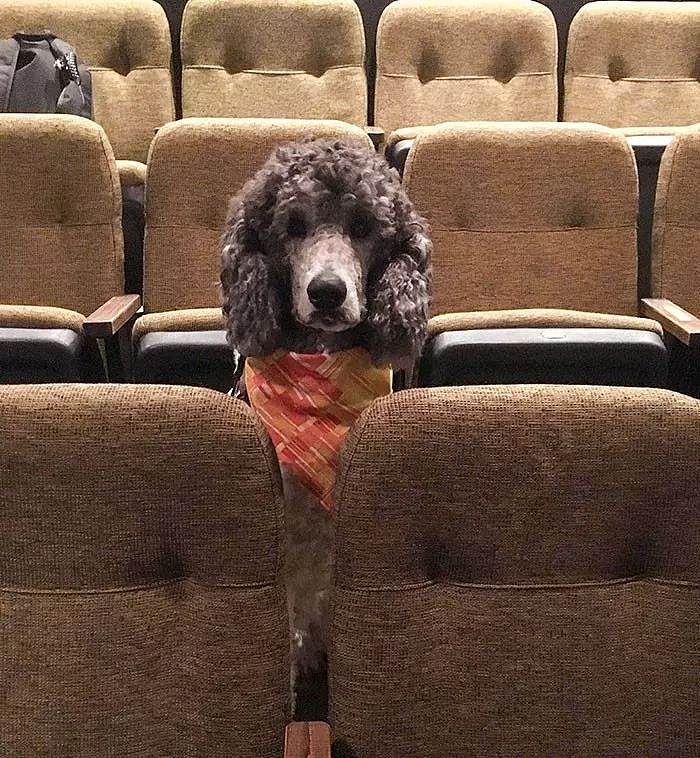 服务犬来剧院看表演，画面萌化了很多网友，但真相是…… - 4