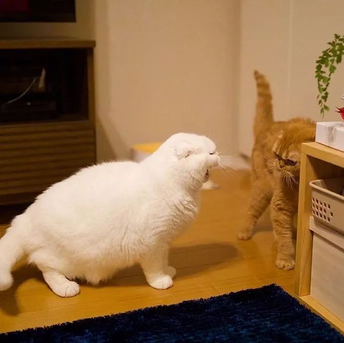 白猫想要挑衅橘猫，结果橘猫的这实力，让我佩服了！ - 1