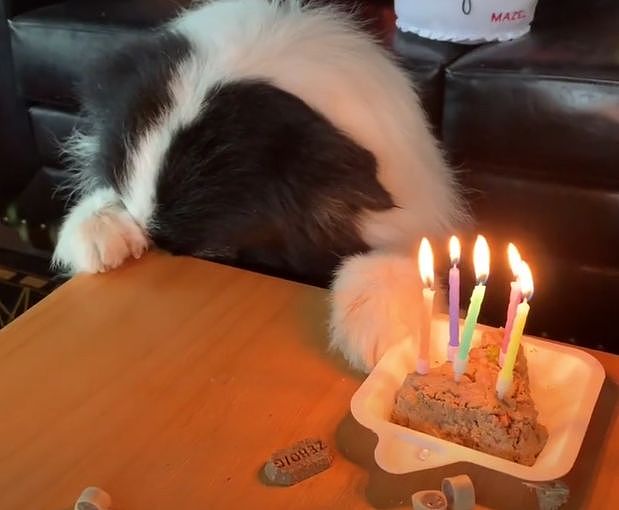 当狗狗收到生日蛋糕，脸上的表情绝了…… - 8
