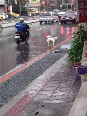 狗狗在街边淋雨狂吠，宠物店老板的举动却让人心头一暖 - 2