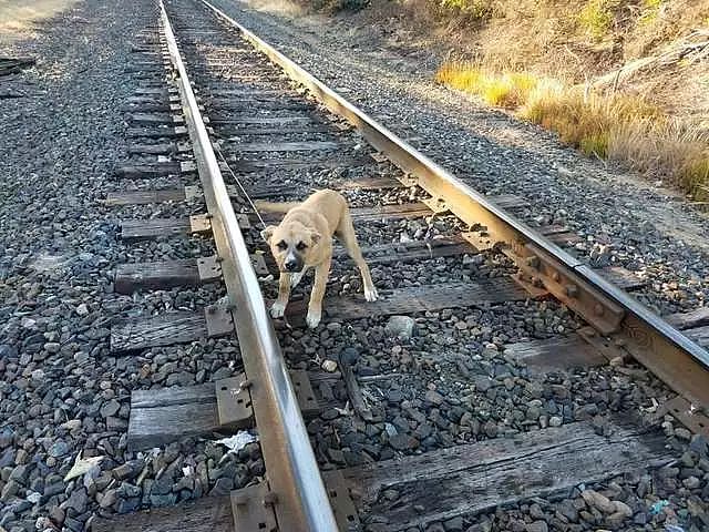 狗狗被拴在铁轨上，好心人及时救了它并给它一个家 - 3