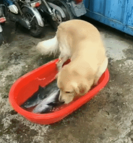 小心！伸进鱼盆里的狗腿子，可能比猫爪更危险！ - 2