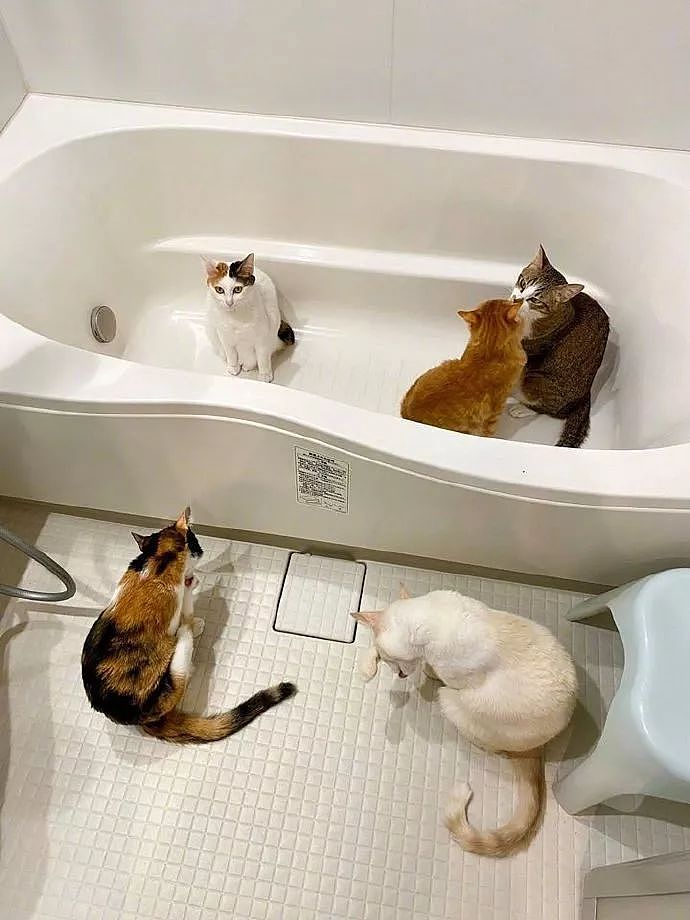 在浴室开了暖气后，本来想洗个澡，结果却被猫们这样给霸占了！ - 1