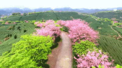 世界最大樱花园，竟就在中国福建！比日本大5倍，是阿里山的10倍美！ - 19