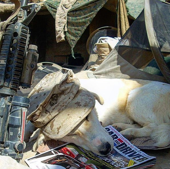 士兵从战场上救了1只流浪狗，后来才发现，救的原来是自己 - 3