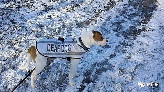 天生耳聋的狗狗5次被领养5次被抛弃，还好结局很暖心！ - 6
