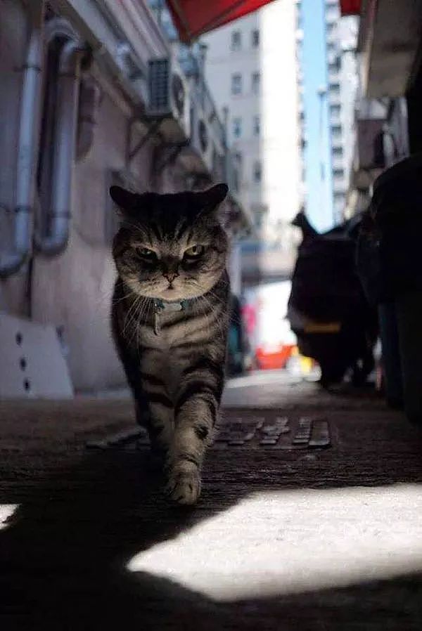 主人拍下猫在街头的霸气写真照，网友：竟然被一只猫帅到了！ - 2