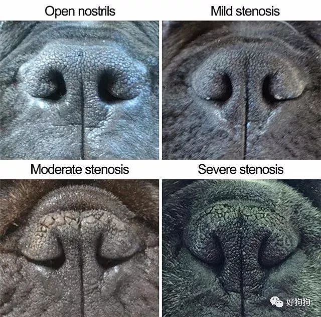 你可能不知道，这些狗狗都做过鼻子整形手术…… - 4
