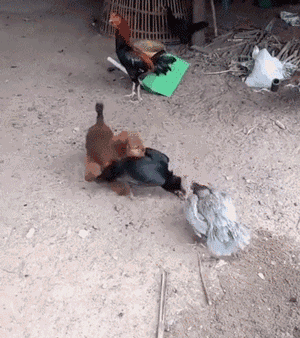小狗看到2只鸡在打架，马上把它们拉开，结果..... - 1