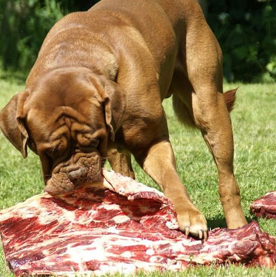 传言，吃这种肉长大的狗狗都不同于常狗.... - 1