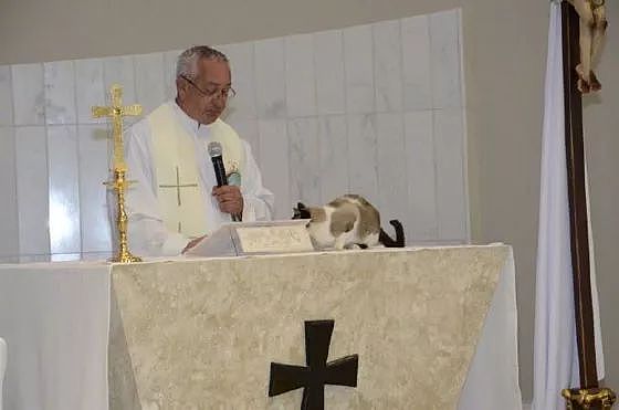 神父在主持弥撒时，一只猫闯了进来站在台上，它的举动笑屎了！ - 3